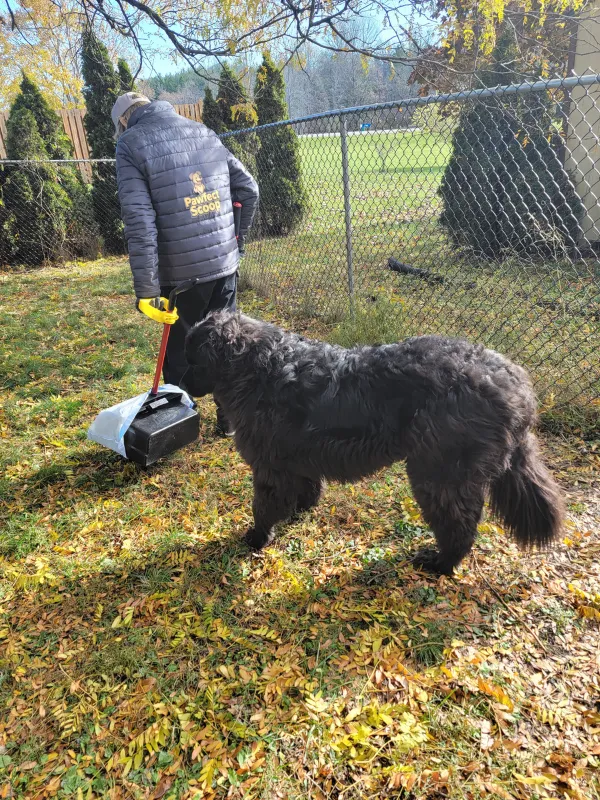 Pawfect Scoop providing professional dog waste removal service in a fenced backyard with a large dog nearby