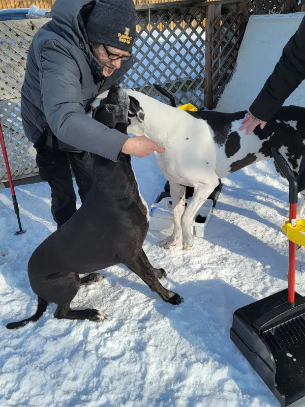 Pawfect Scoop team member greeting two Great Danes in a snowy backyard during a winter service visit
