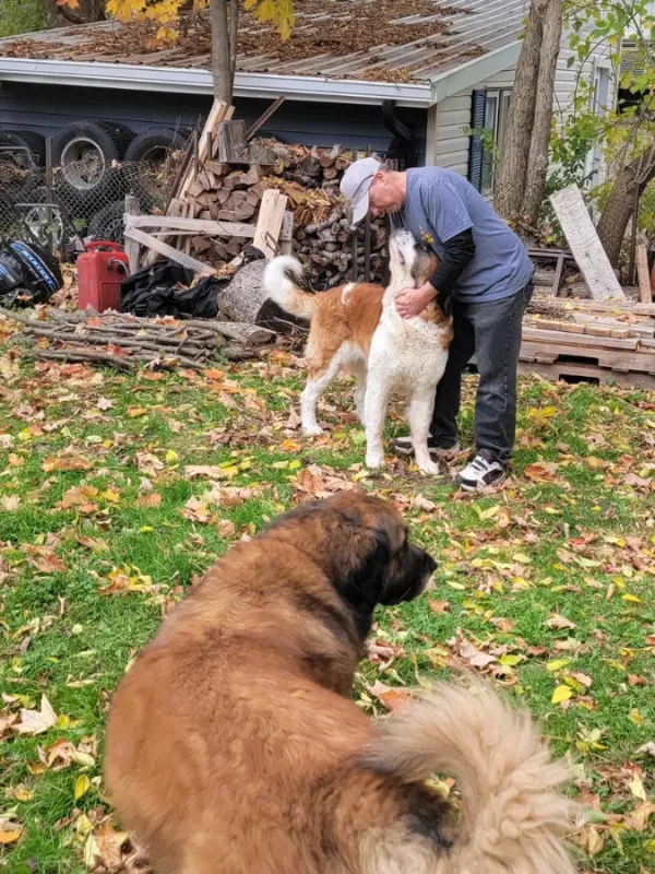 Pawfect Scoop team member greeting two large dogs in a backyard during a dog waste removal service visit